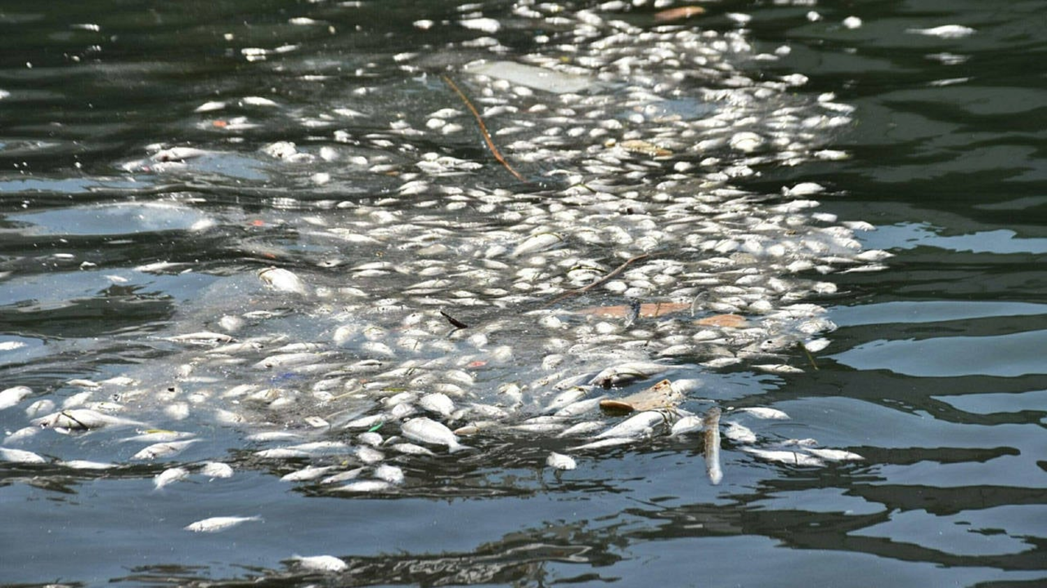 İzmir Körfezi'nde toplu balık ölümleri yeniden başladı